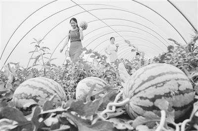 科技賦能，模式創(chuàng)新 牧原食品現(xiàn)代化高效農(nóng)業(yè)示范園的技術推廣之路